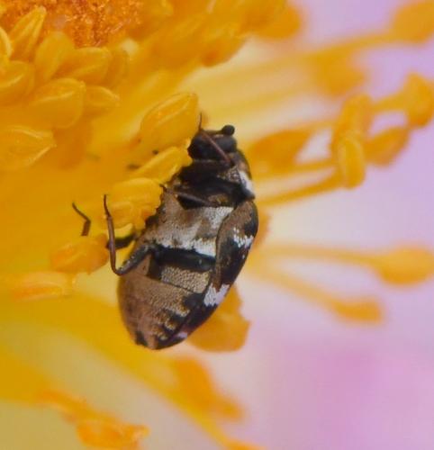 Anthrenus sp.